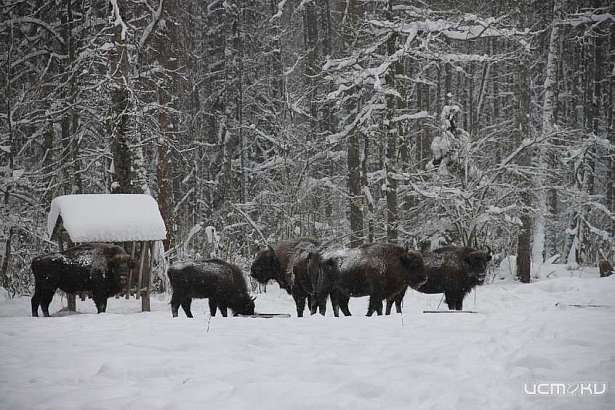 В январе национальный парк «Орловское полесье» отметит 25-летие