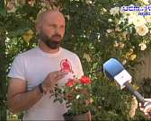 Какие растения сейчас в моде? А вот розы в моде всегда. В садовом центре на Грибоедова, 1 развернут большой розарий. В этом году там освоили уникальну...