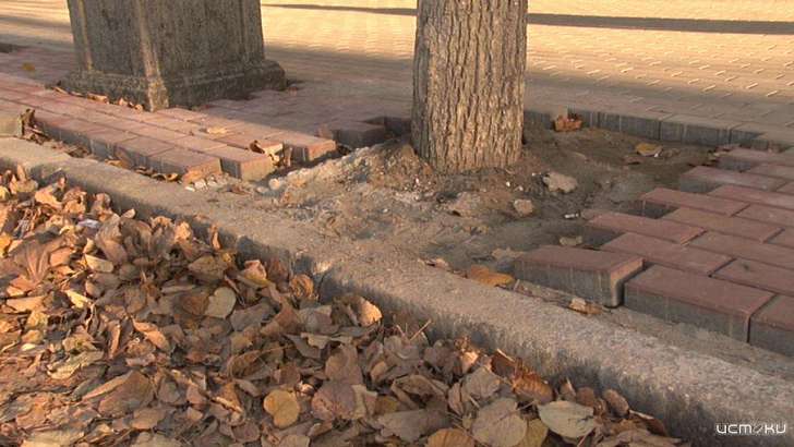 На ул. Московской в Орле деревья засыпали цементом