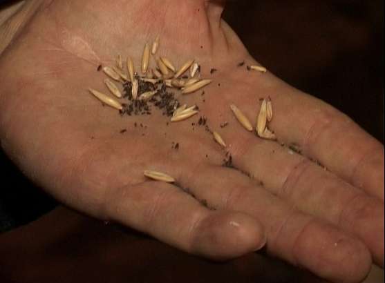 Эта вода семенам только во вред....