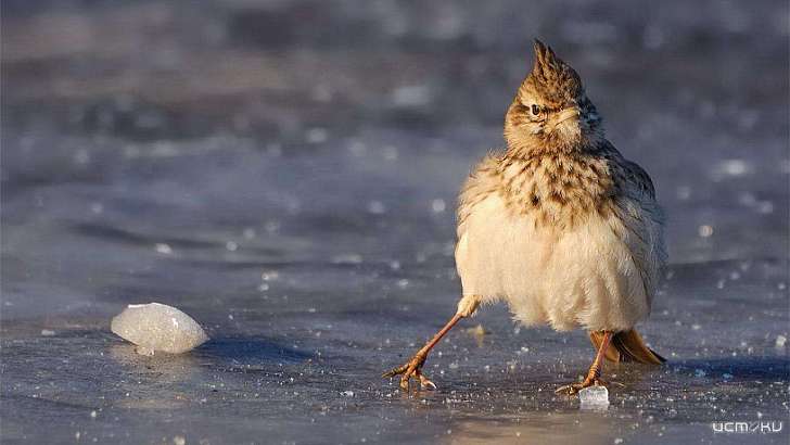 Не выше +1 °C и гололед: погода в Орле на 26 ноября 