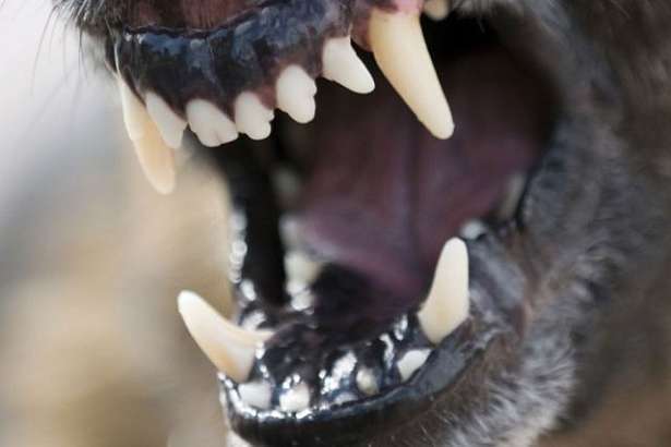 В Орловской области бешеных животных стало меньше