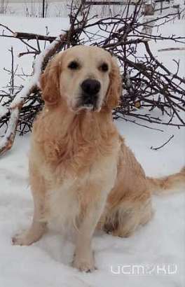 В Орле пропал золотистый ретривер