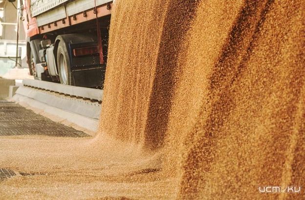 Экспорт орловской пшеницы в Беларусь вырос в 5 раз