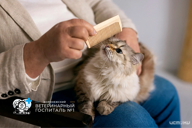 Стрижка кошек в Воронеже без стресса: полный гид для хозяев