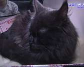 Мягкие лапки и пушистые хвосты: в Орле подыскивали пару четвероногим красавцам