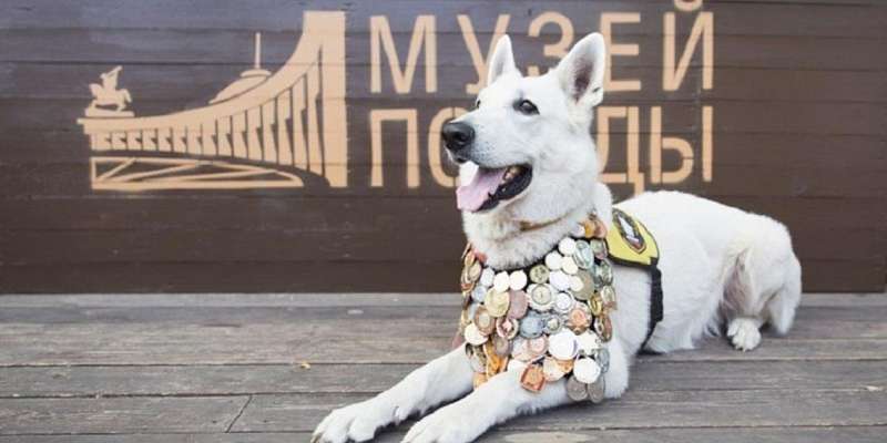 Четвероногие бойцы: Дню фронтовой собаки в Орле посвятили выставку