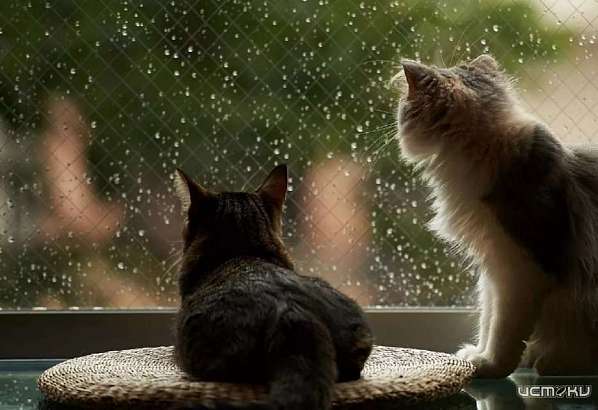 Дождливый июль: погода в Орле сегодня вновь будет прохладной 