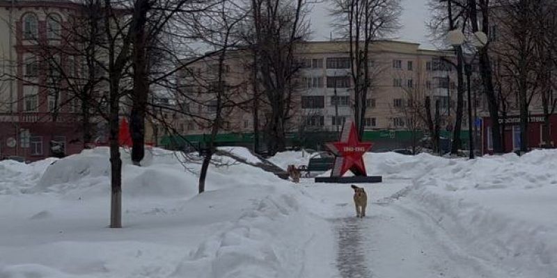 412 бездомных собак отловили в Орле. 