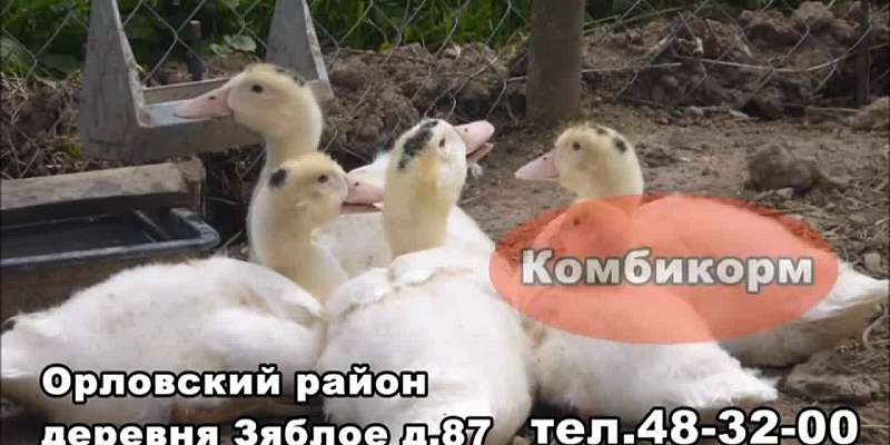 Орловское хозяйство в д. Зяблое продает по выгодной цене кур, уток и гусей