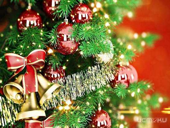 В Управлении Россельхознадзора рассказали, как правильно выбрать новогоднюю елку