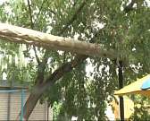 В Орле над детской площадкой нависла раскидистая угроза