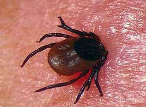 Клещи продолжают кусать жителей Орловской области