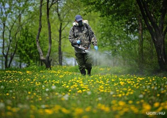 В Орле парки и скверы обрабатывают от клещей