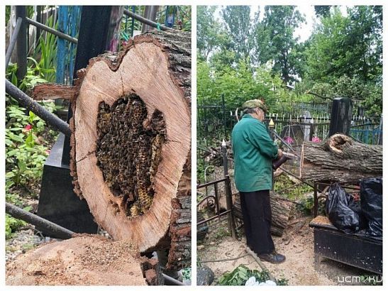 Орловские ритуальщики организовали спасение пчел на кладбище