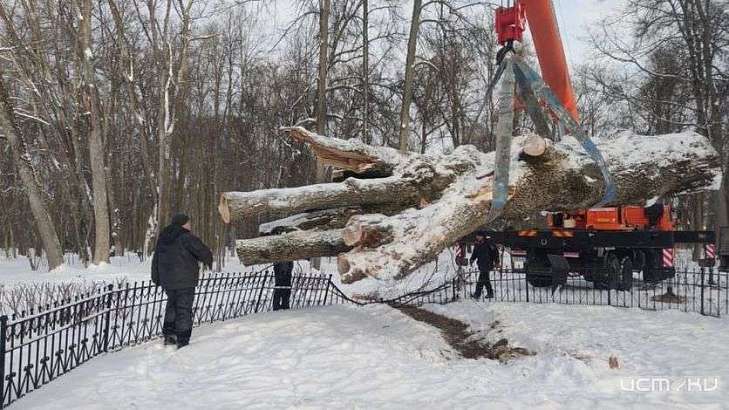 Ствол Тургеневского дуба переместили на площадку для хранения