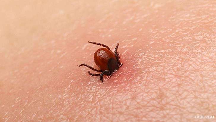 Болезнь Лайма разносят менее 20 % клещей, покусавших орловчан
