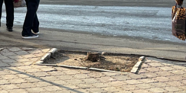 Стала известная цена посадки и выпиловки деревьев в Орле