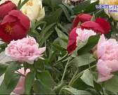 Большое количество коллекционных пионов и ирисов. В Орле прошёл фестиваль цветов "Стрелка"