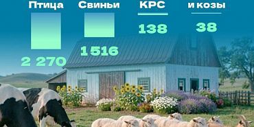 Животноводство в Орловской области: Орелстат подвел итоги 2025 года