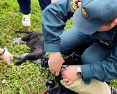 В Орле на ул. Полесской в квартире едва не сгорел кот