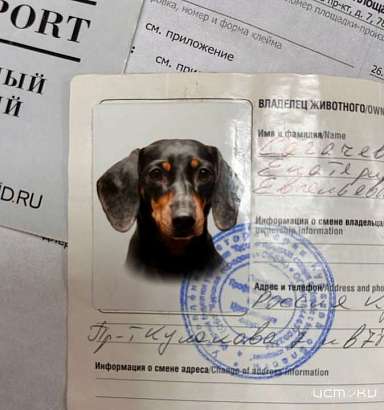 Орловчане стали чаще вывозить питомцев за границу