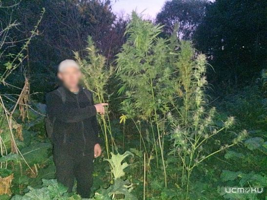 Криминальная ботаника 