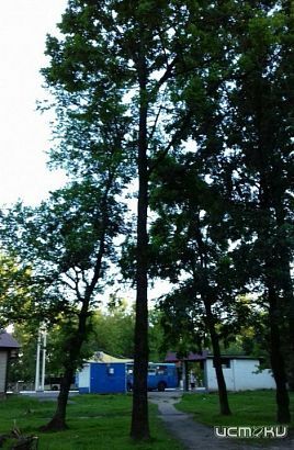 «Пора уже дежурство организовывать»: орловчан возмутили кресты на деревьях в Северном районе