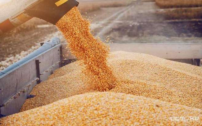 В Малоархангельском районе работники хозяйства похитили почти 4 тонны пшеницы