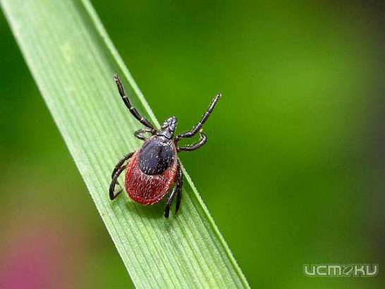 Детский парк пока не будет закрываться на противоклещевую обработку