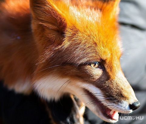 Орловчанам запрещено держать дома львов, леопардов и лис