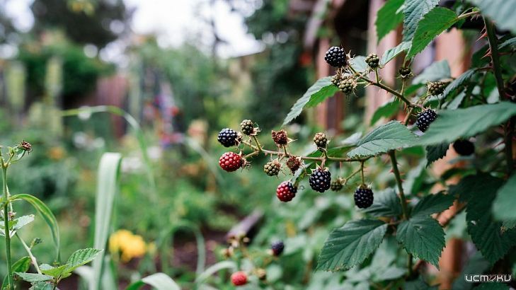 Ежевика садовая — плюсы и минусы для участка