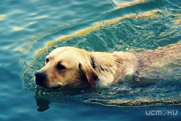 Орловские спасатели помогли четвероногому другу выбраться на сушу 