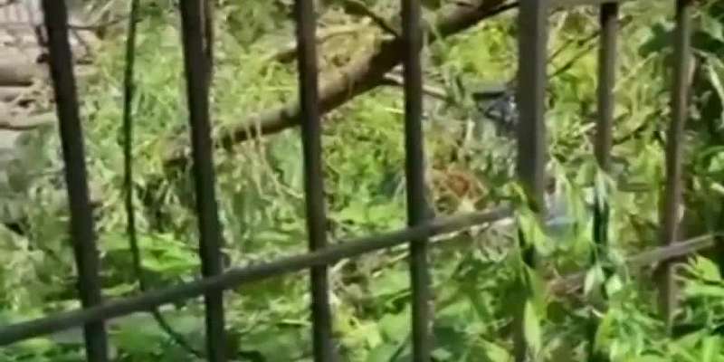 В Орле дерево упало на стоящую во дворе машину1655725671