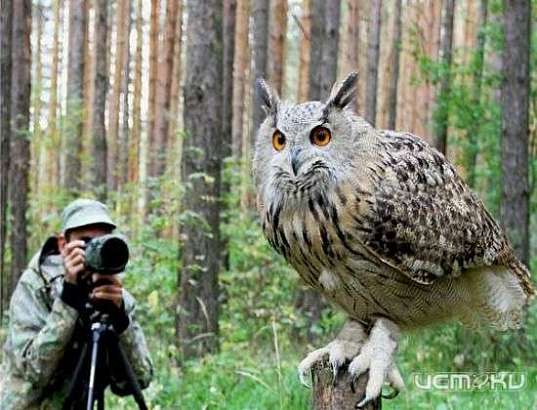 В Орле откроется выставка фотоохотников (6+)