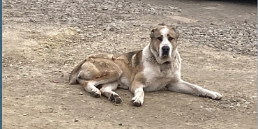 Алабай без хозяина гуляет по деревне Образцово Орловского МО