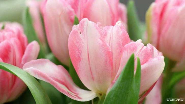 Орловский театр «Русский стиль» поздравит милых дам