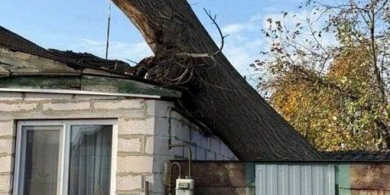 Сухое дерево рухнуло на жилой дом в Орле — спасатели убирали его краном