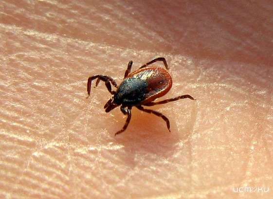 За месяц на Орловщине снизилась активность клещей