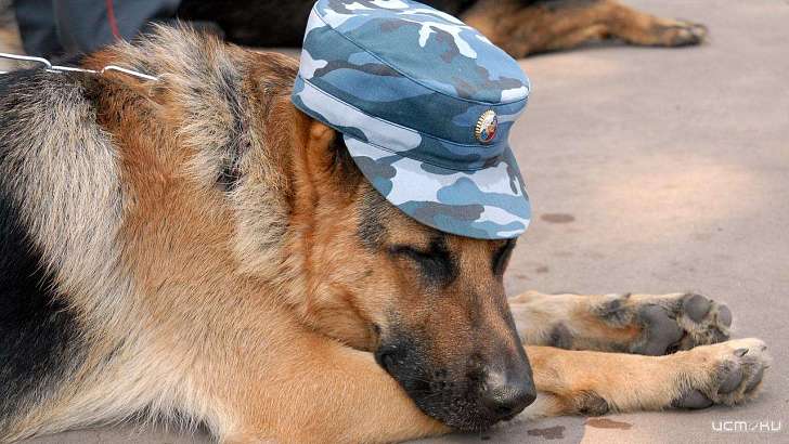 На Орловщине поймали наркомана с помощью собаки-ищейки