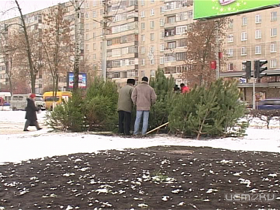 Елочные базары в Орле за гранью закона 