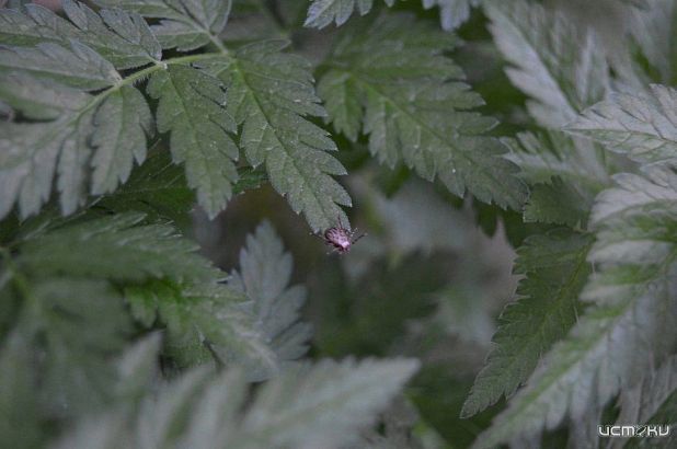 За неделю у пяти жителей Орловской области диагностирована болезнь Лайма