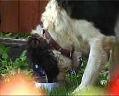 "Все для животных" в Орле