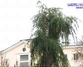 Набережная Дубровинского в Орле снова лишилась деревьев Набережная Дубровинского в Орле снова лишилась деревьев