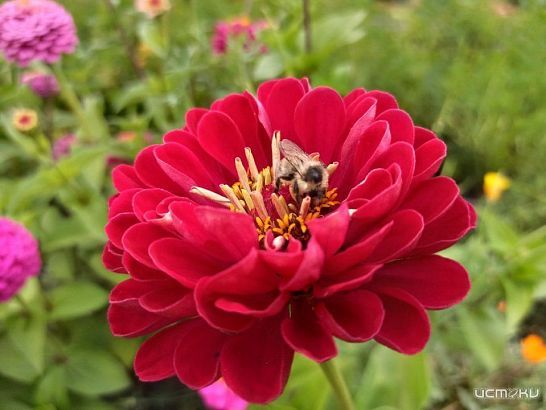 Орловским пасечникам придется промаркировать пчел