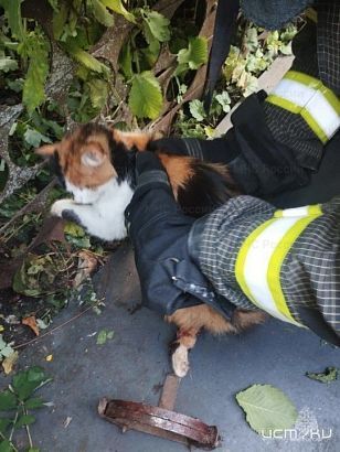 Жизнь кота нелегка: в Ливнах кот, удирая от собак, попал в капкан, а затем застрял в заборе