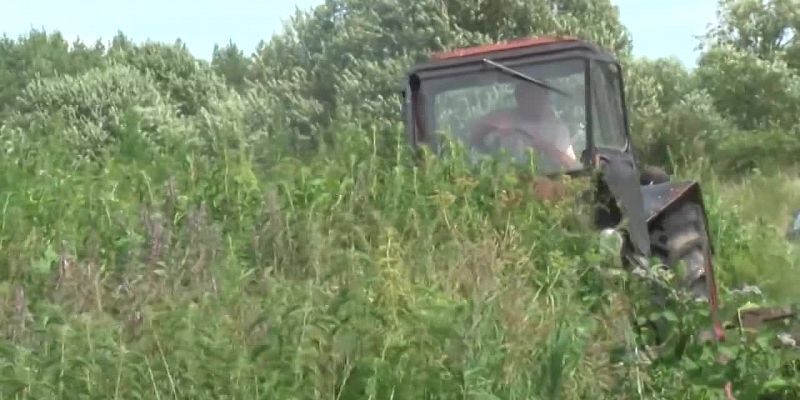 Полиция уничтожила плантацию с коноплей в Орловской области