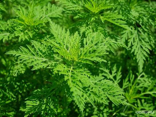 Спустя 8 лет в п. Хардиково полностью уничтожили опасные сорняки