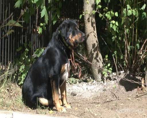 В Орле хозяин выбросил собаку прямо возле детского сада