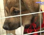 «Счастье рядом»: у орловчан вновь была возможность найти себе пушистого друга